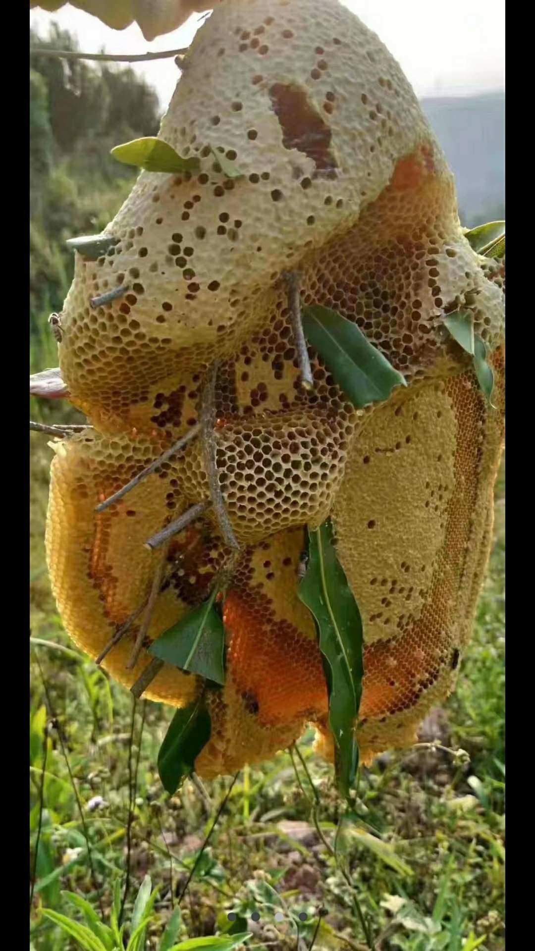 东南亚老挝森林野生蜂蜜