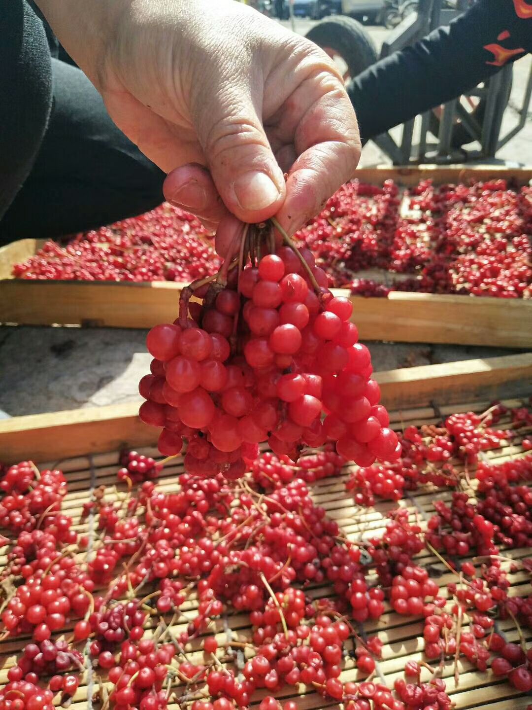 长白山土特产人参(*￣3￣)木耳。灵芝。蜂蜜。五味子等