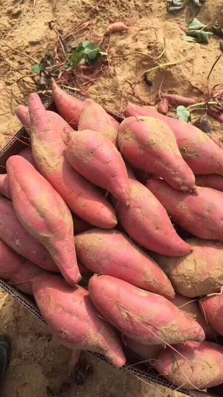 六鳌小红蜜薯招代理