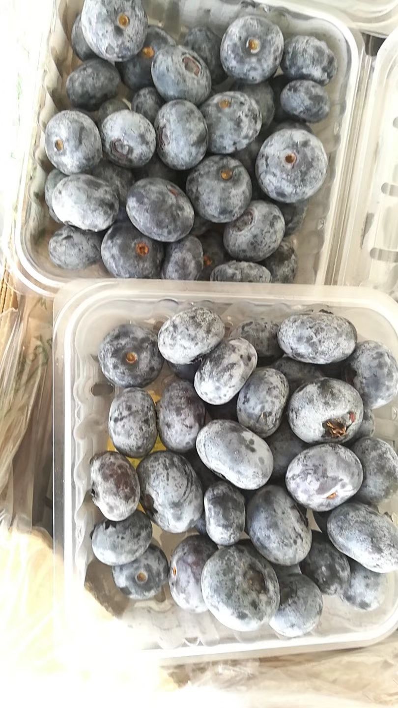 蓝莓  关爱自己，更关爱眼睛