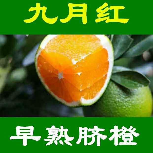 秭归九月红脐橙诚招代理，一件代发