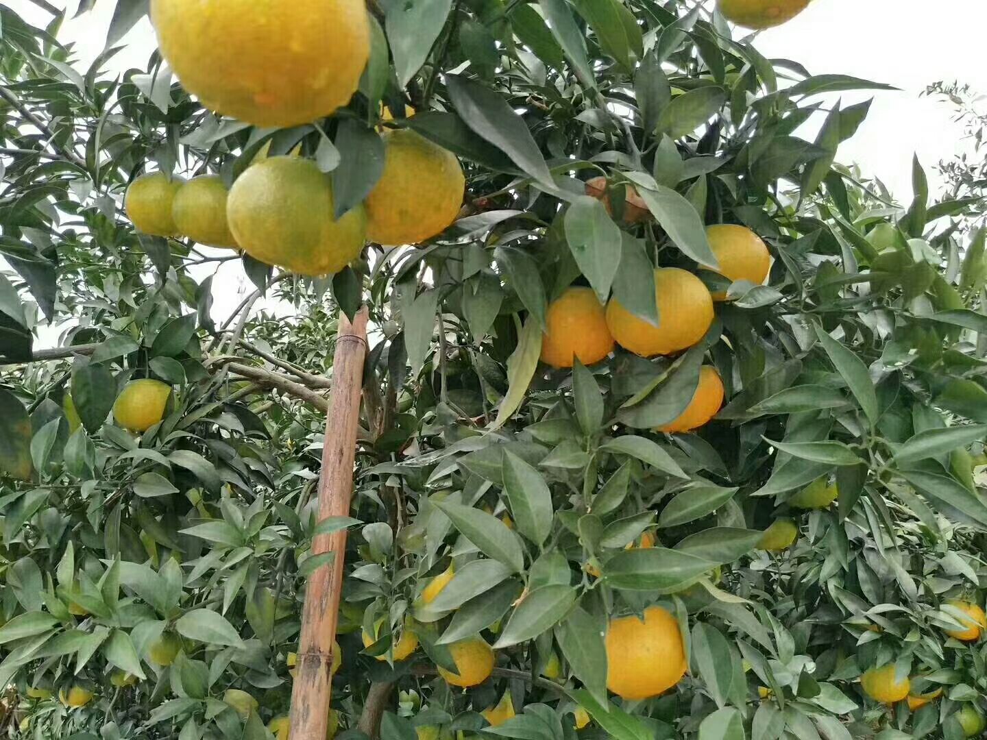 水果生鲜干货，诚招代理，一件代发