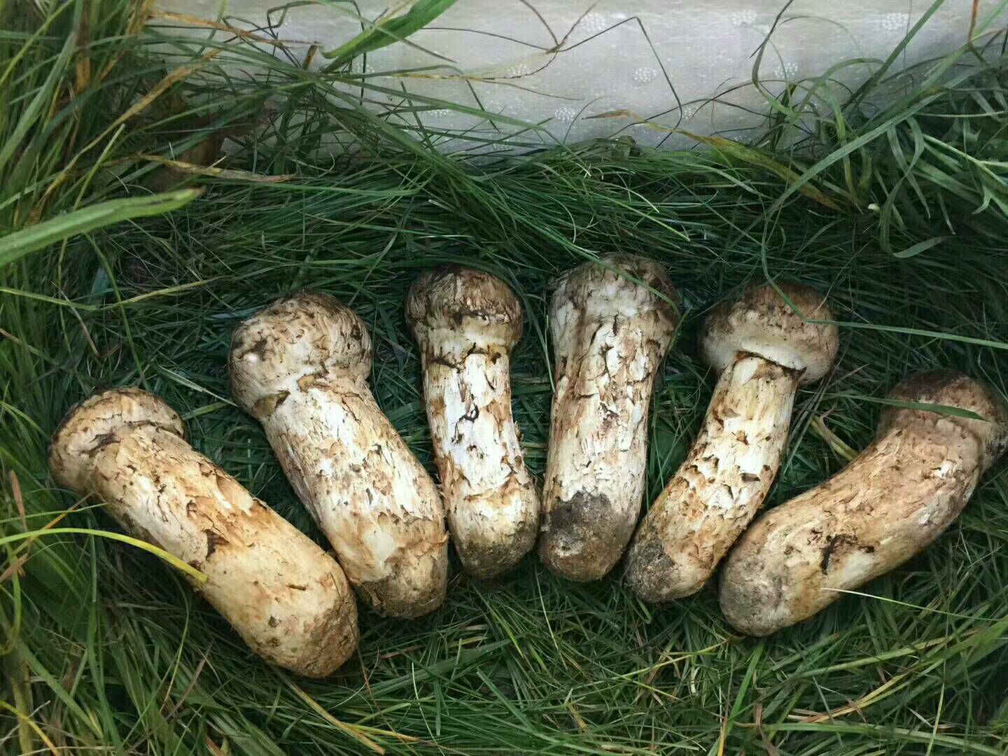 长白山土特产人参(*￣3￣)木耳。灵芝。蜂蜜。五味子等