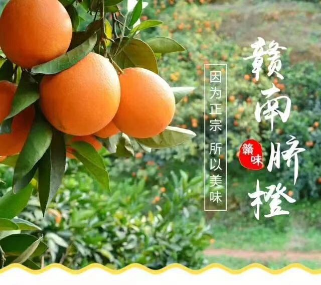 赣南脐橙诚招代理，自己家种的品质好一件代发。利润大