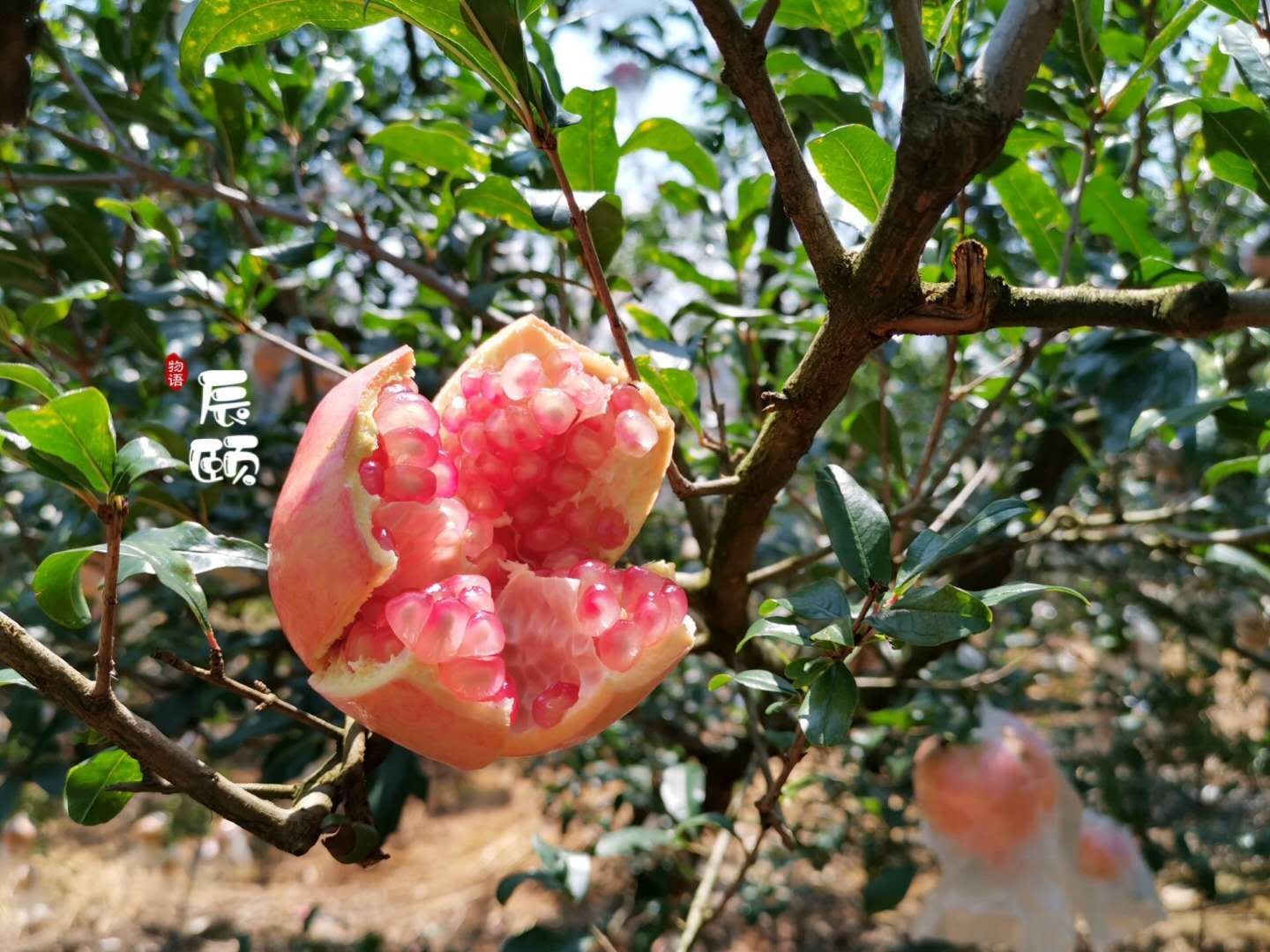 果园直发 新鲜水果 宝妈边带娃边挣钱！