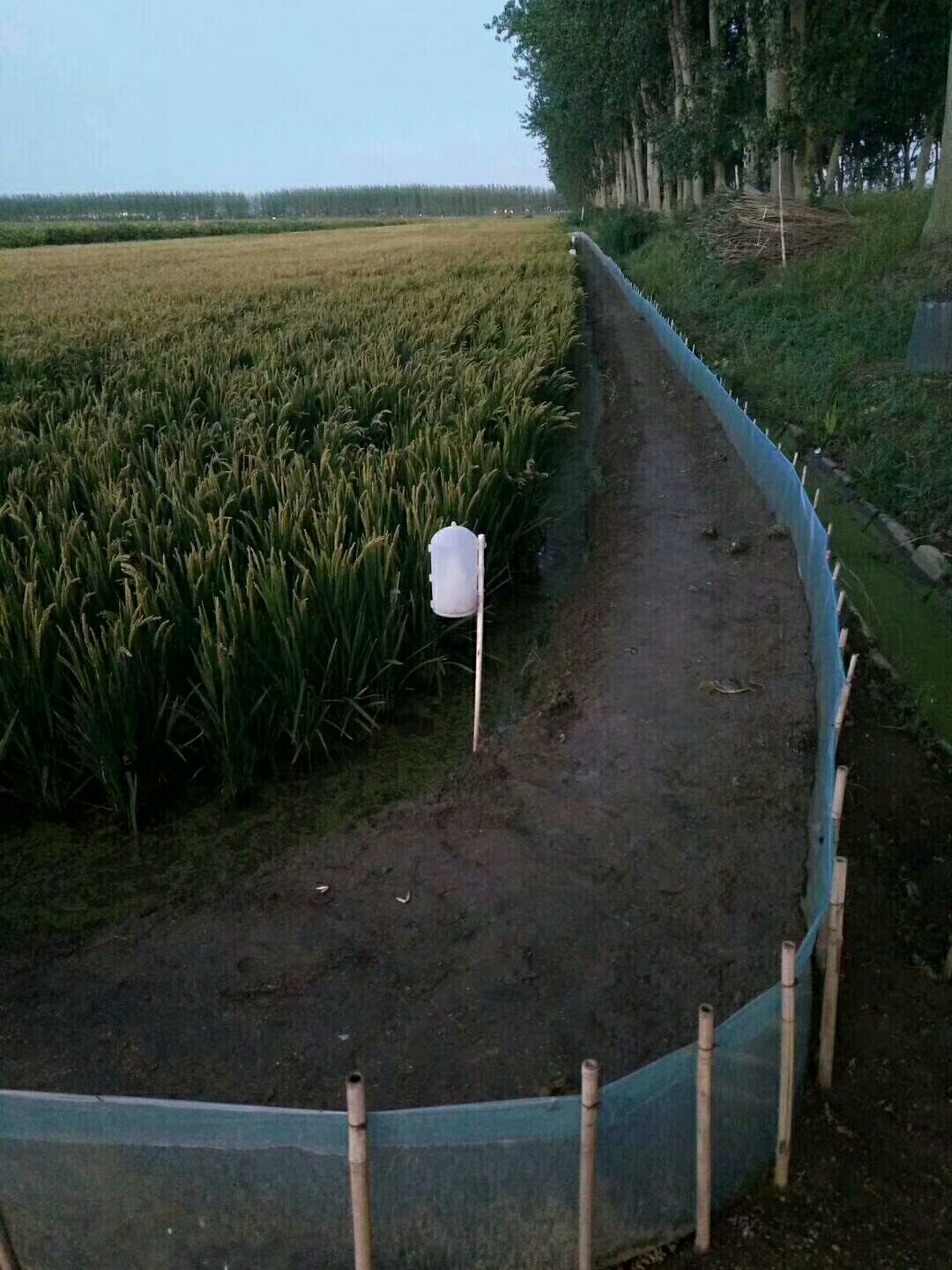 正宗的盘锦河蟹，物美价廉 欢迎订购，招收实际代理