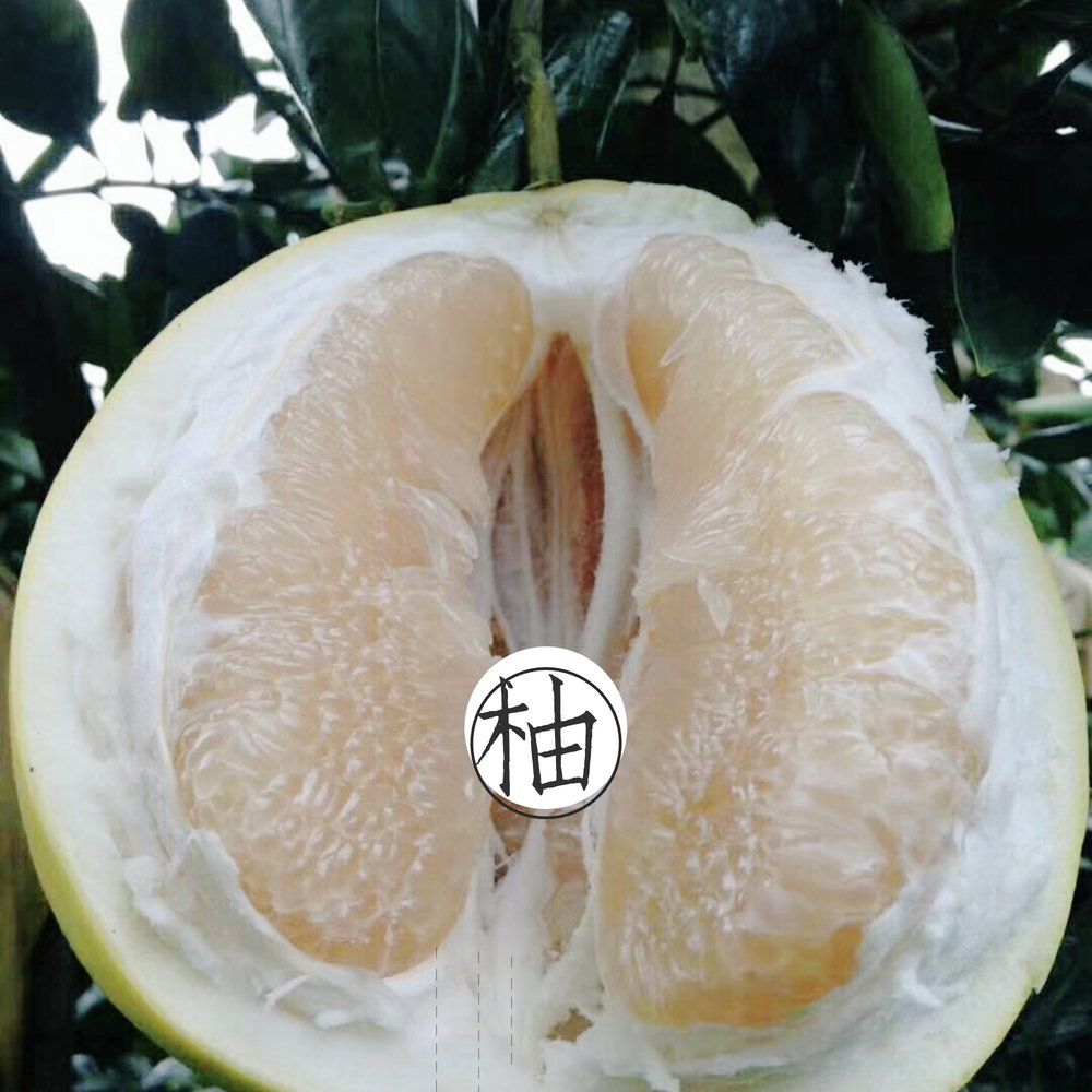 正宗福建平和琯溪蜜柚，一件代发