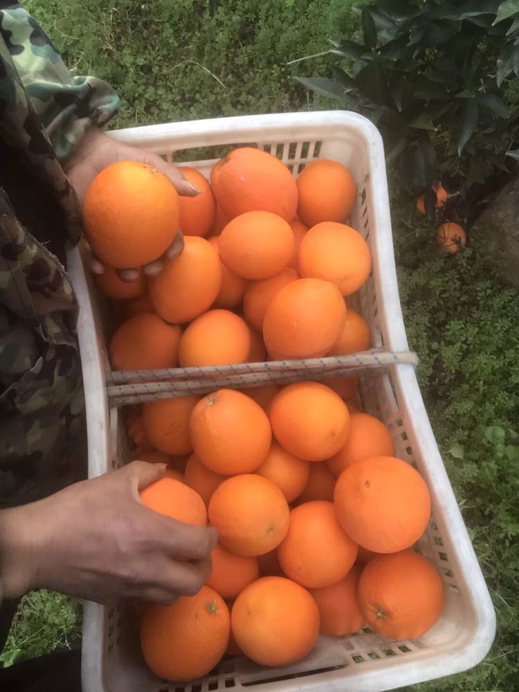 正宗宜昌秭归脐橙 农产品。无添加 纯树上采摘