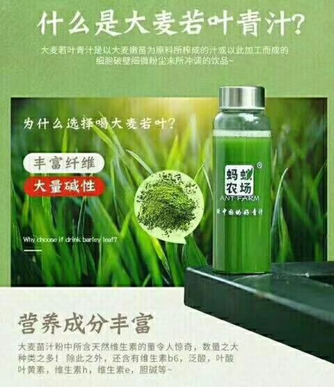 青汁蚂蚁农场