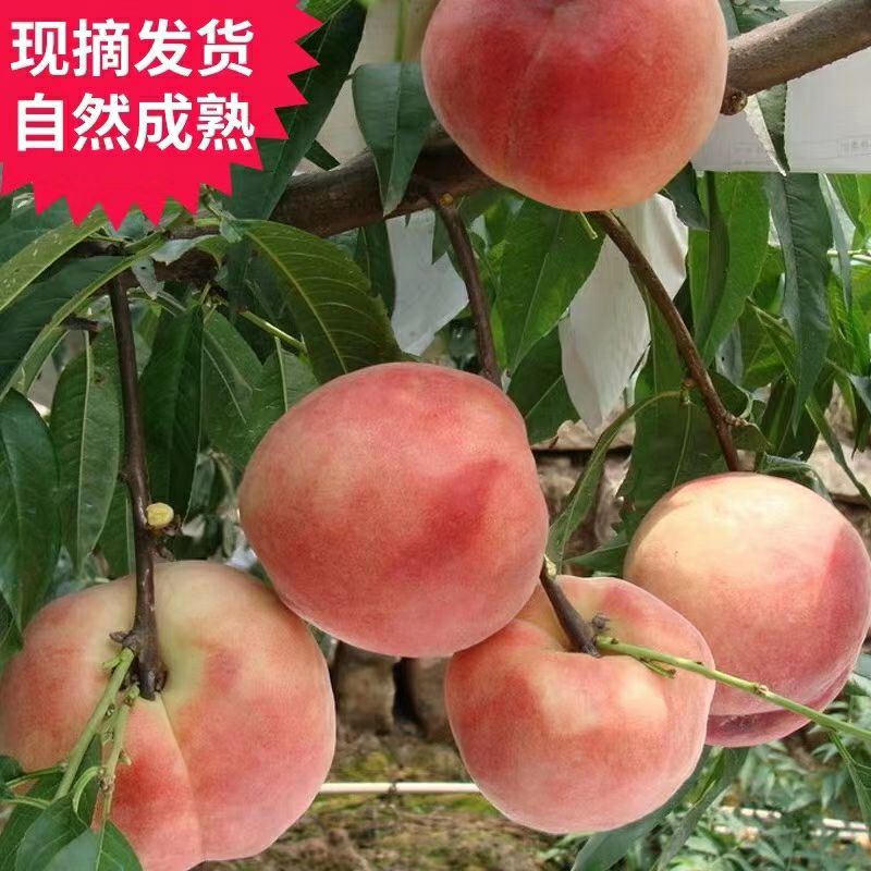 新鲜水蜜桃，桃子 现摘现发货，鲜美多汁