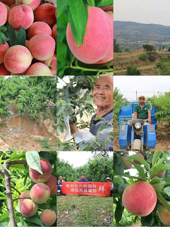 新鲜水蜜桃，桃子 现摘现发货，鲜美多汁