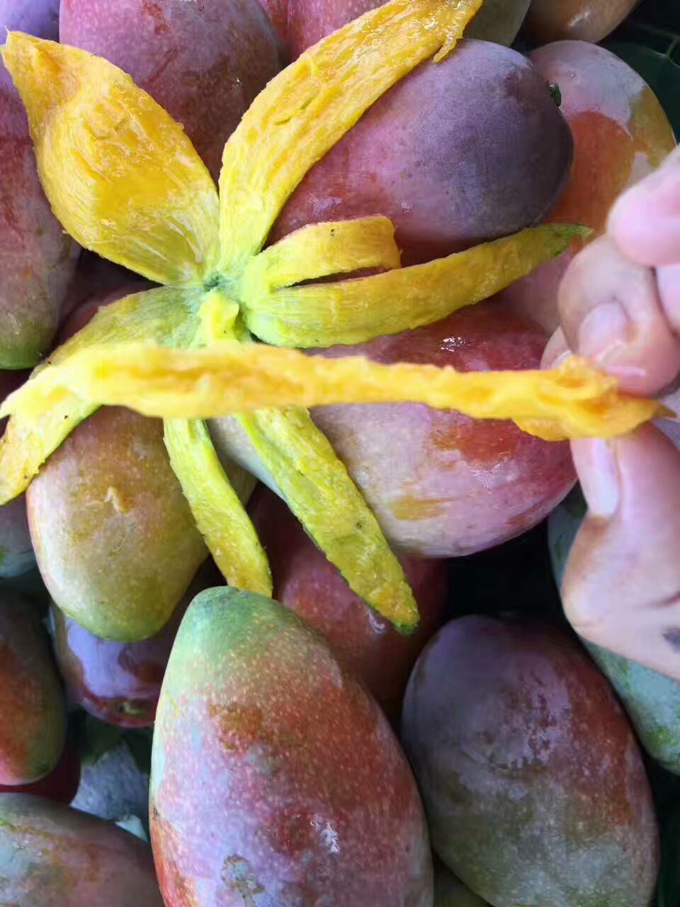 海南贵妃芒，无需囤货，无需代理费，无压力，只要你愿意就找