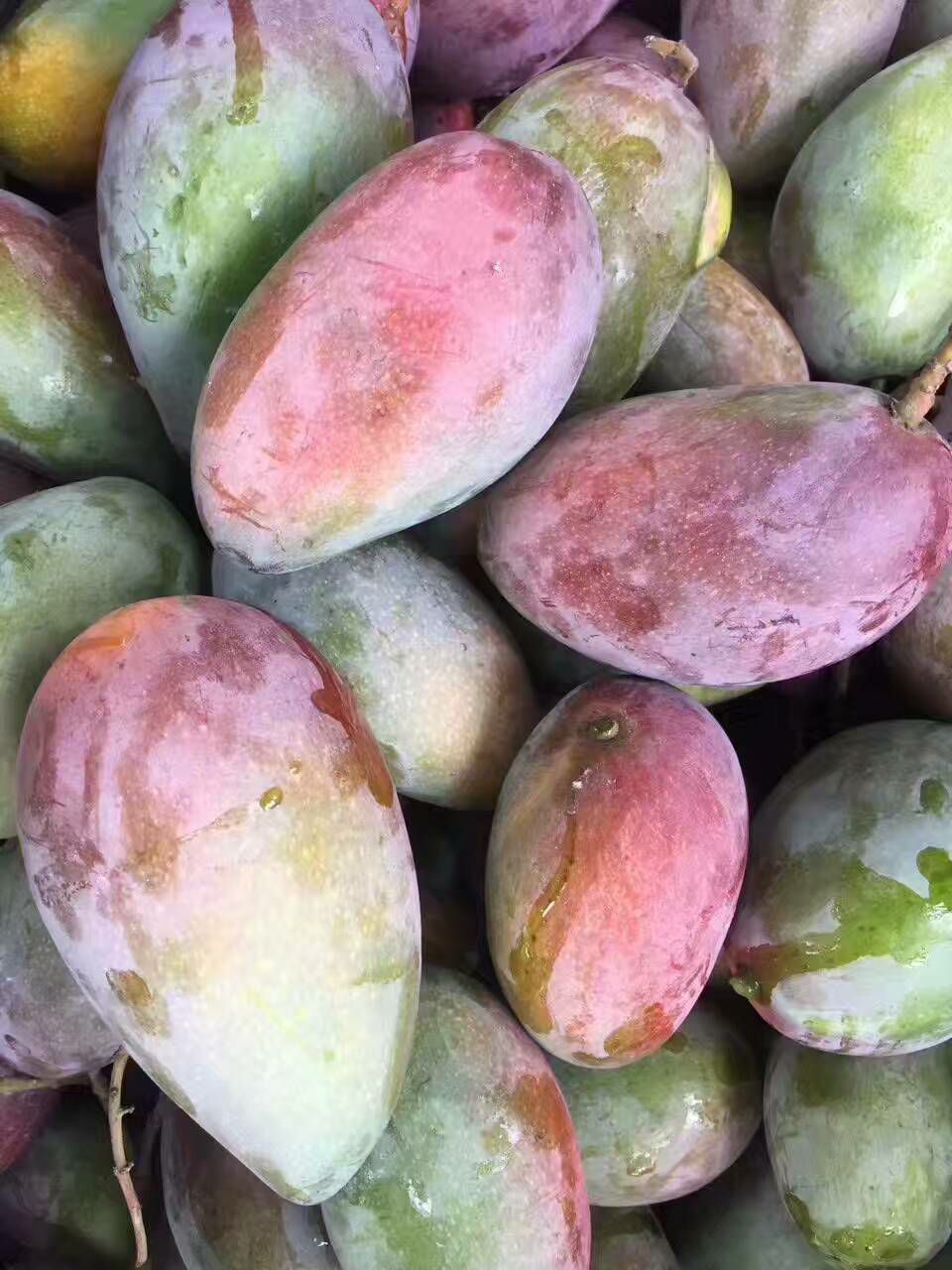 海南贵妃芒，无需囤货，无需代理费，无压力，只要你愿意就找