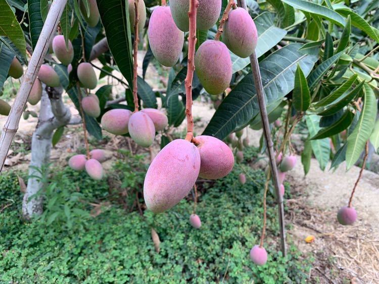 攀枝花芒果 果园直销