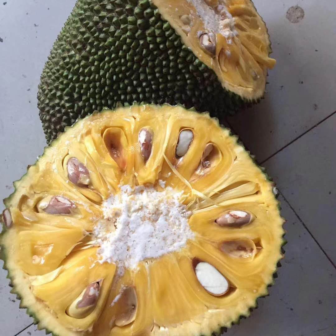 海南黄肉菠萝蜜