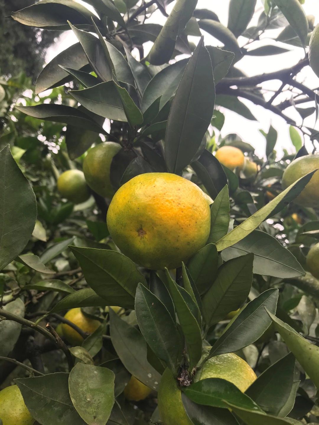 红土地，青皮蜜橘。