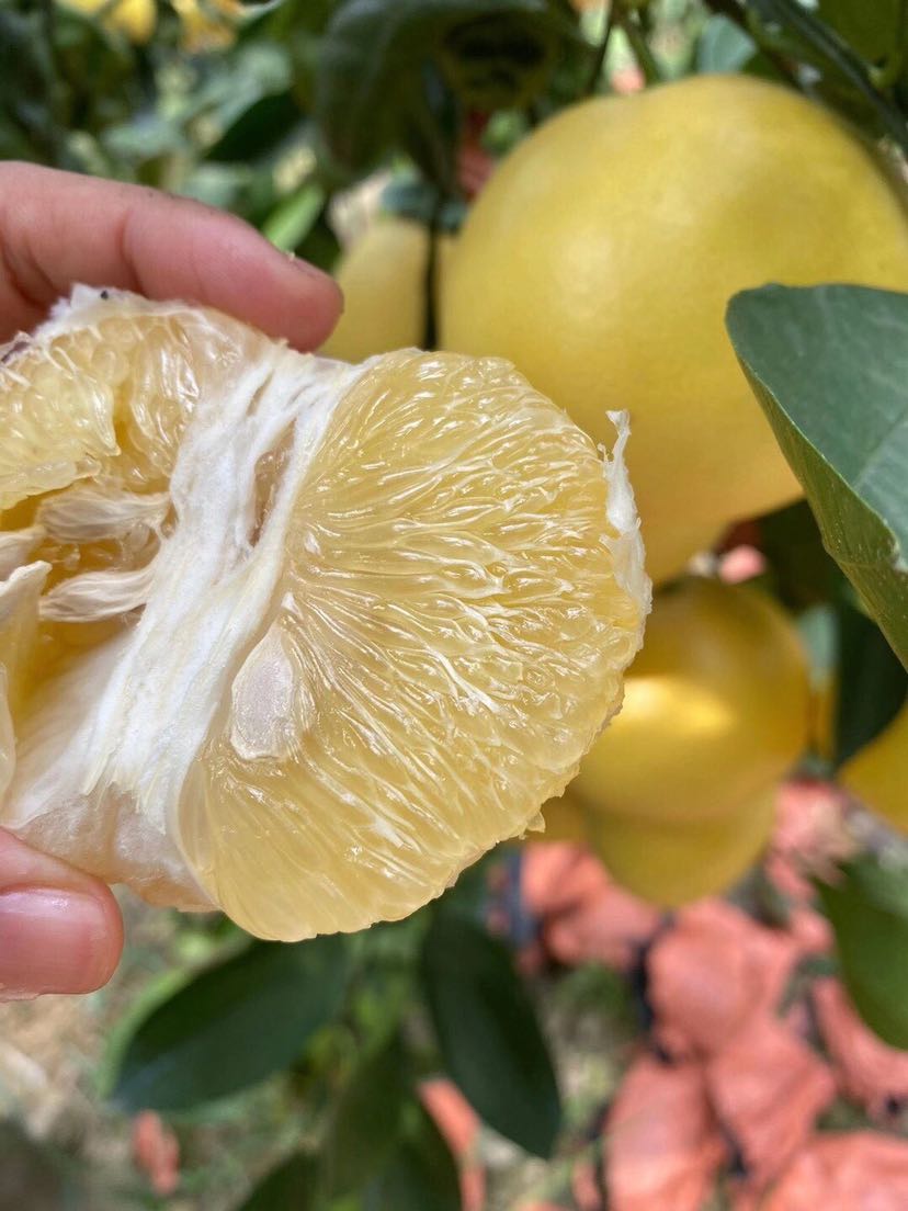 自家种植的台湾葡萄柚招代理，一件代发