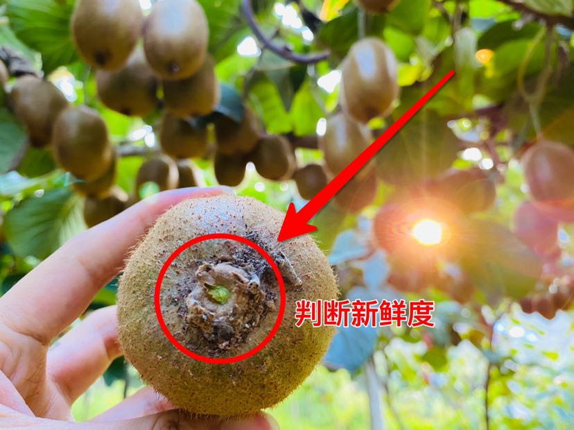 陕西眉县徐香猕猴桃（自家果园）