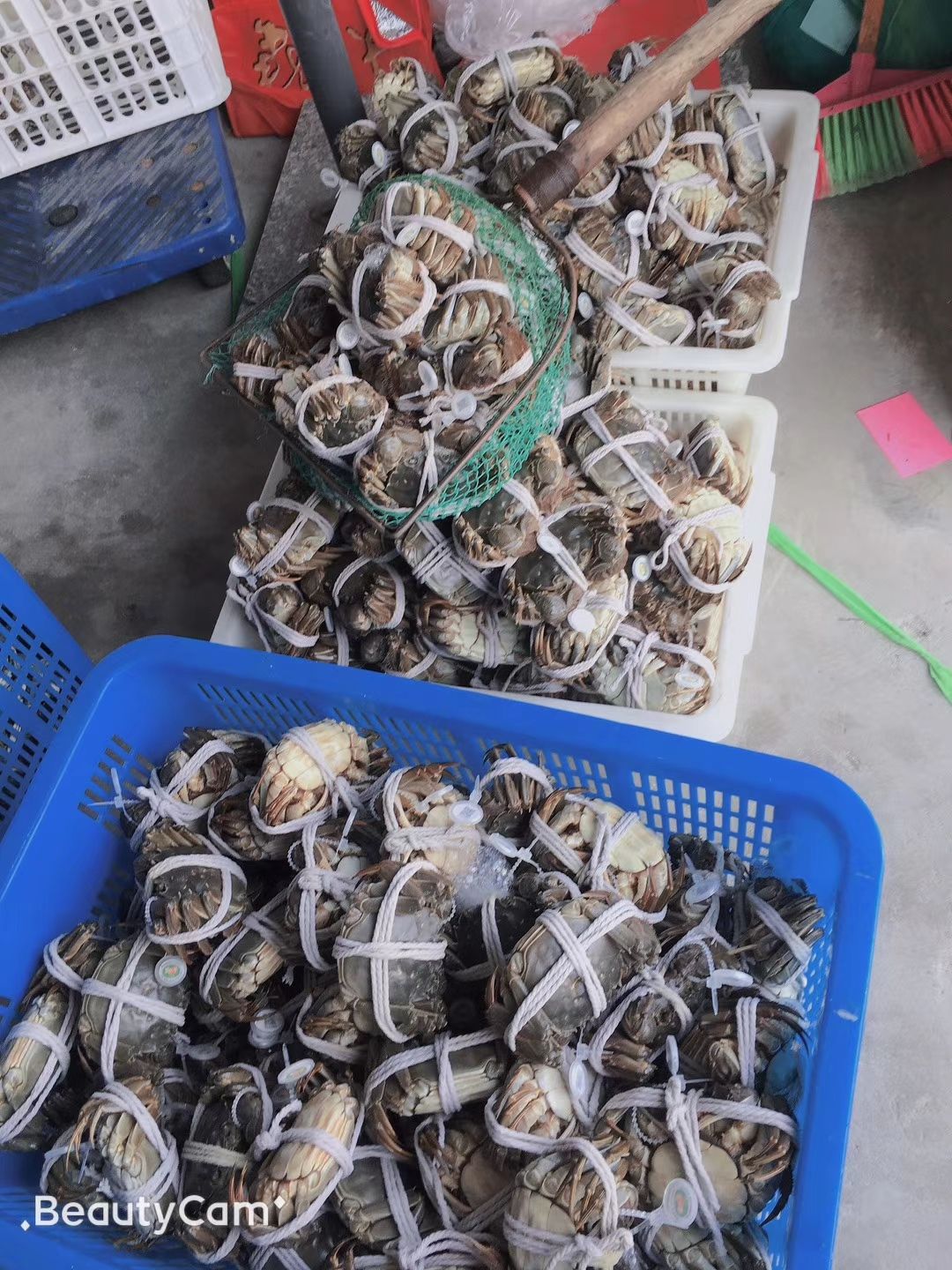 阳澄湖地区大闸蟹，分销员招募