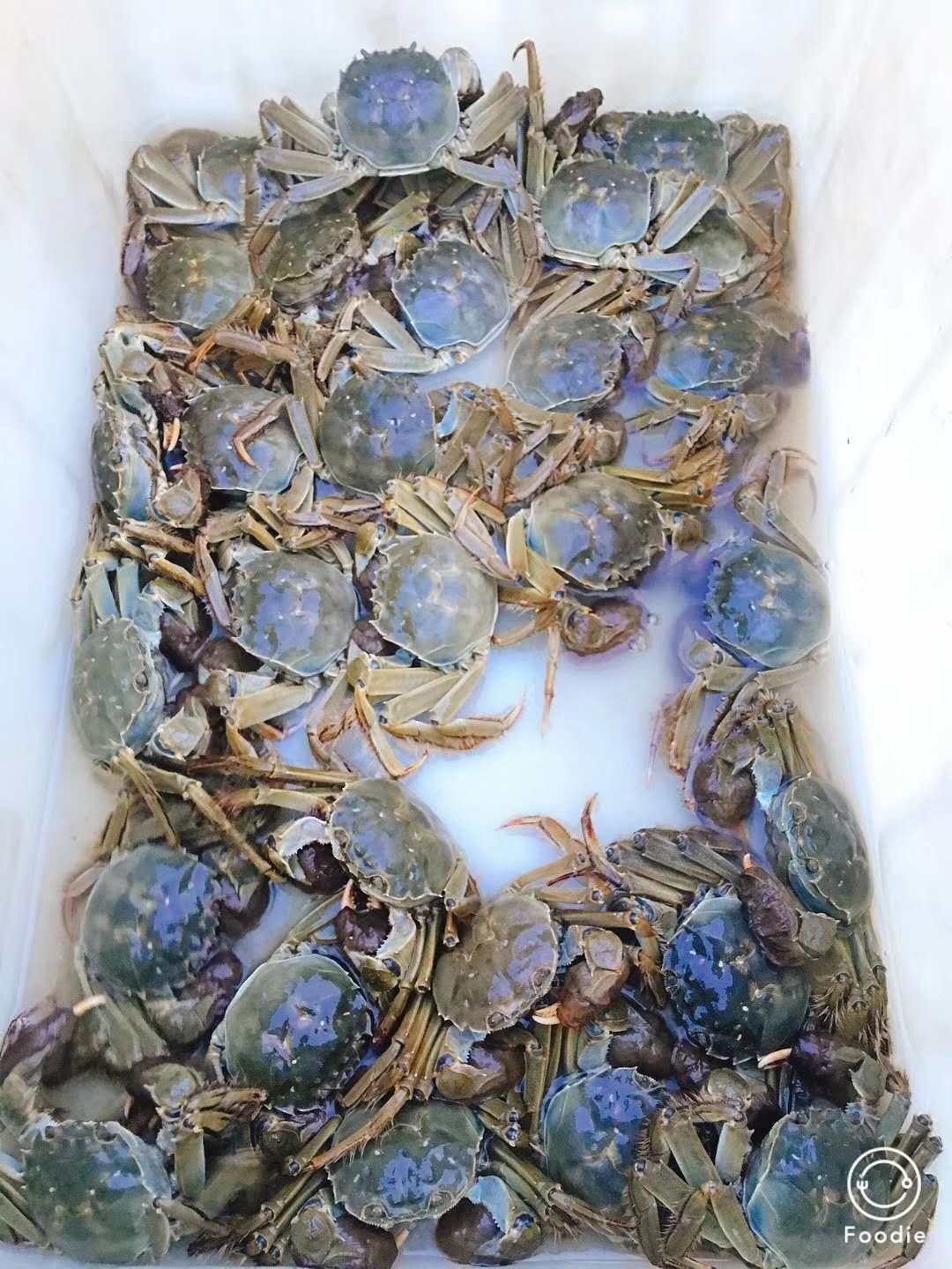 阳澄湖地区大闸蟹，分销员招募