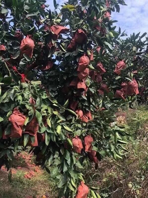 自家种植的台湾葡萄柚招代理，一件代发
