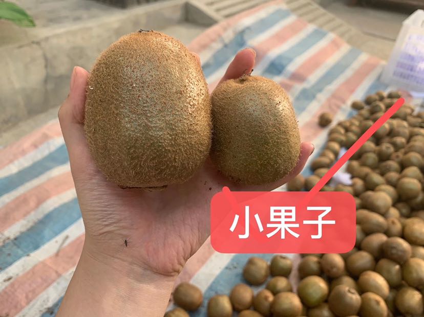 陕西眉县徐香猕猴桃（自家果园）
