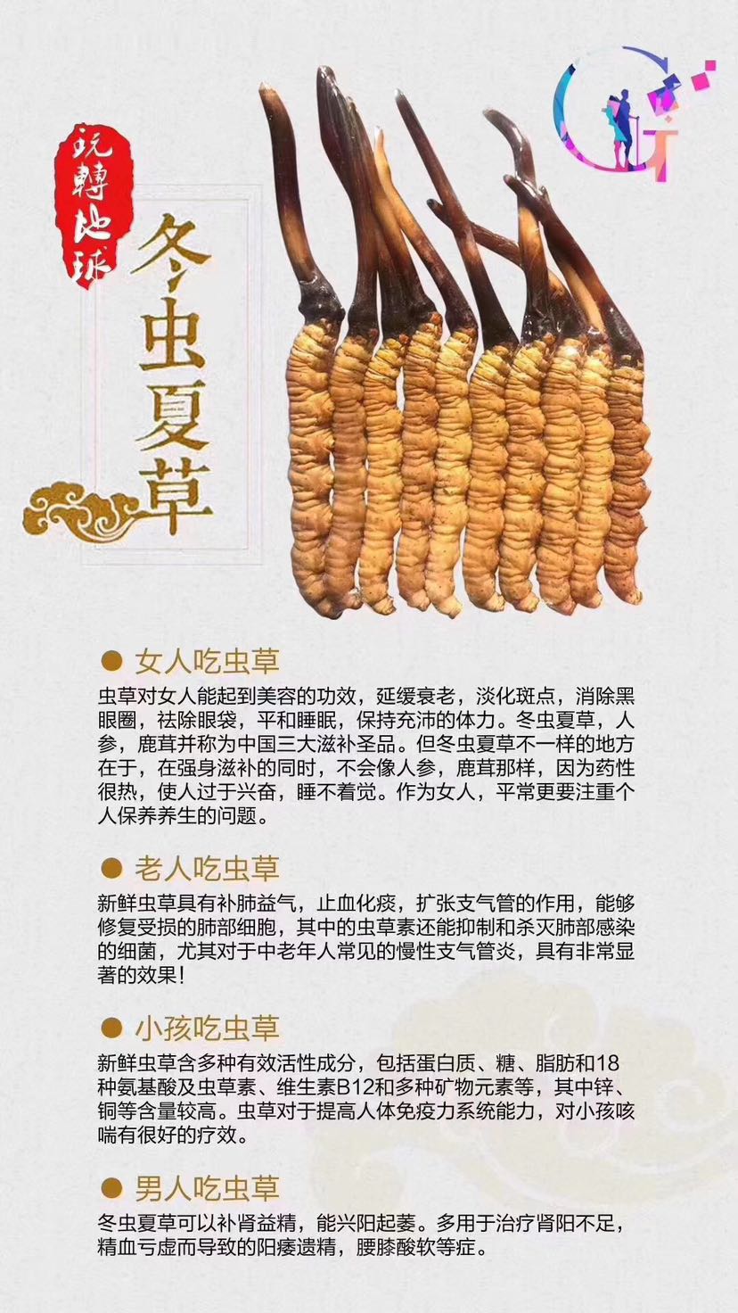 高原特产冬虫夏草