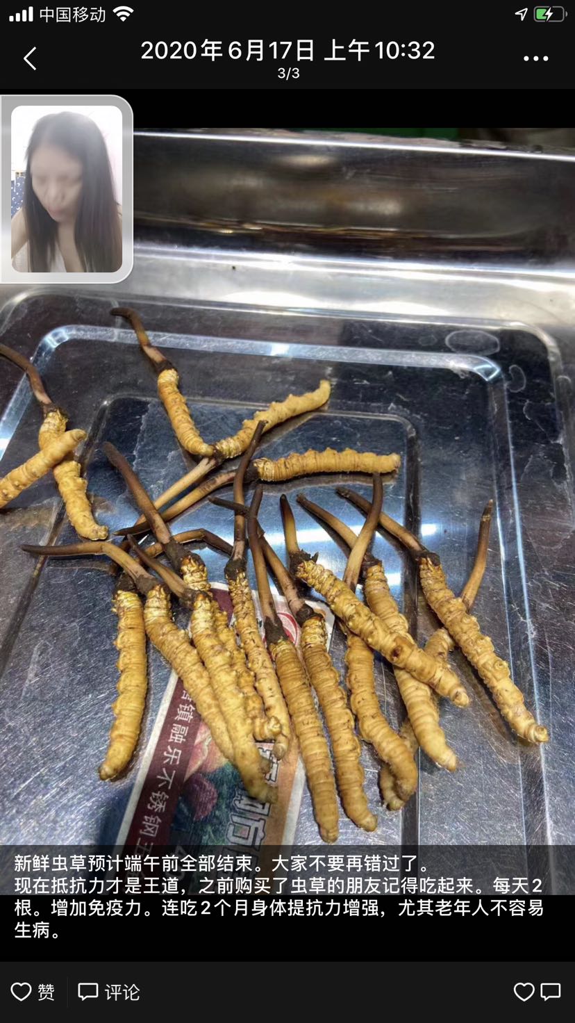 高原特产冬虫夏草