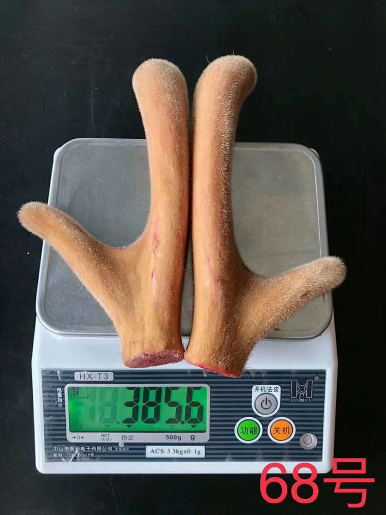 鹿茸项目，现招代理