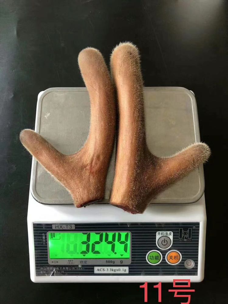 鹿茸项目，现招代理
