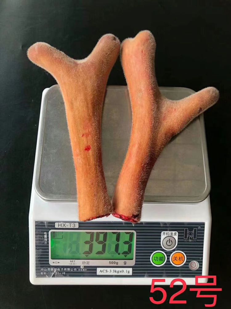 鹿茸项目，现招代理