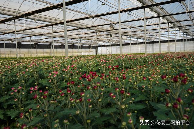 想做鲜花生意怎么找一手货源