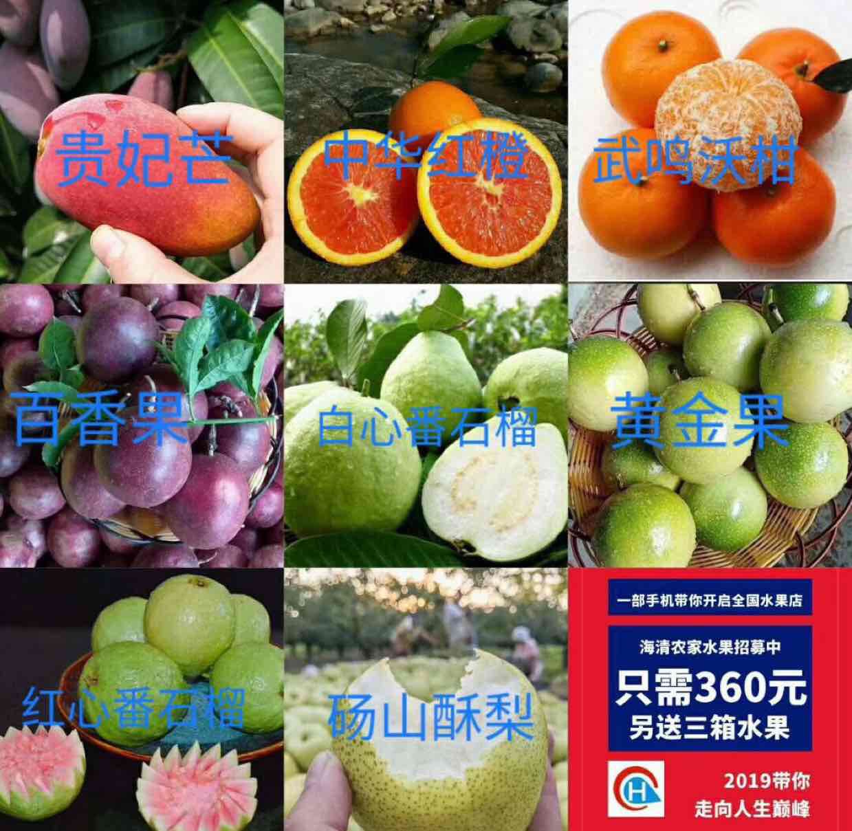 海清农家水果 果园现摘 一次投资 终身收益