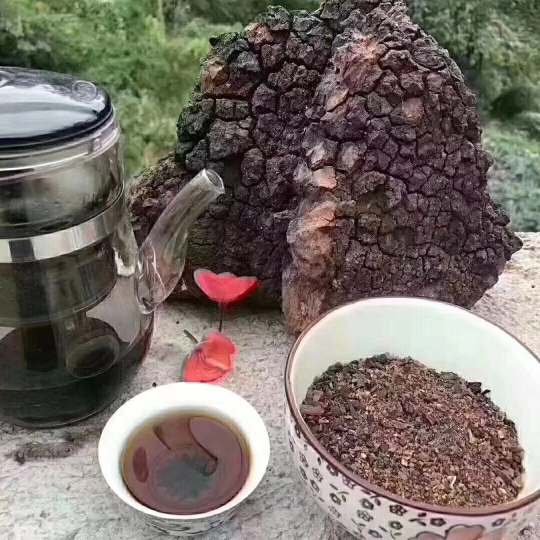 桦树茸水 降血糖 提高免疫力 抗癌