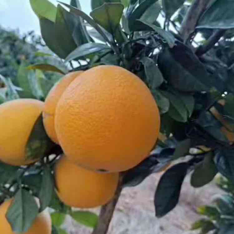 正宗赣南脐橙种植基地