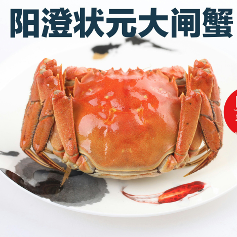 黑天鹅阳澄状元大闸蟹开始预售