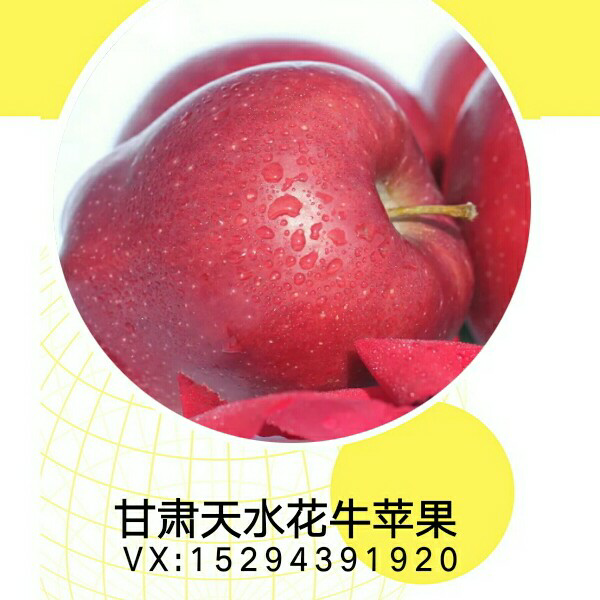 正宗甘肃天水花牛苹果（免费招代理）