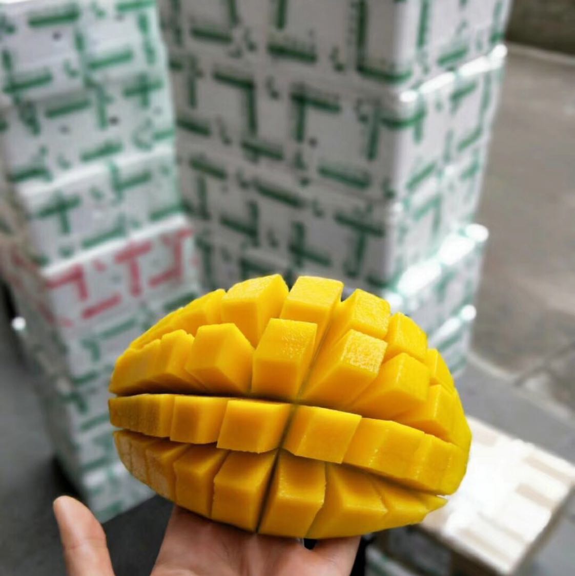 海南热带水果，诚招代理