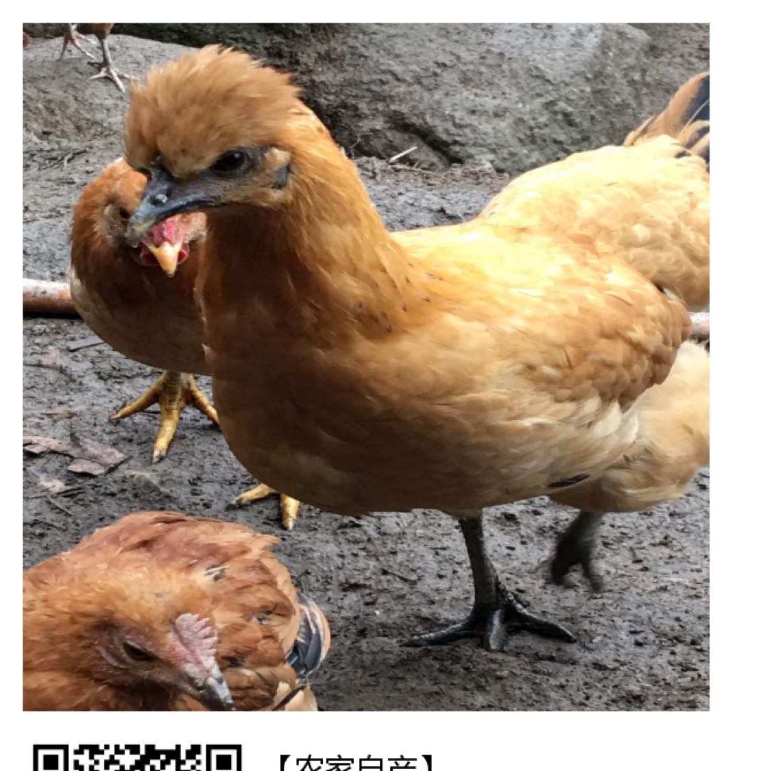 钱林生态走地鸡 纯山间放养 六个月以上开售