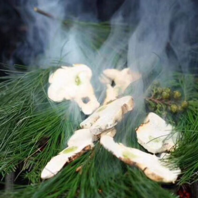 松茸 杂菌 藏家特产集营