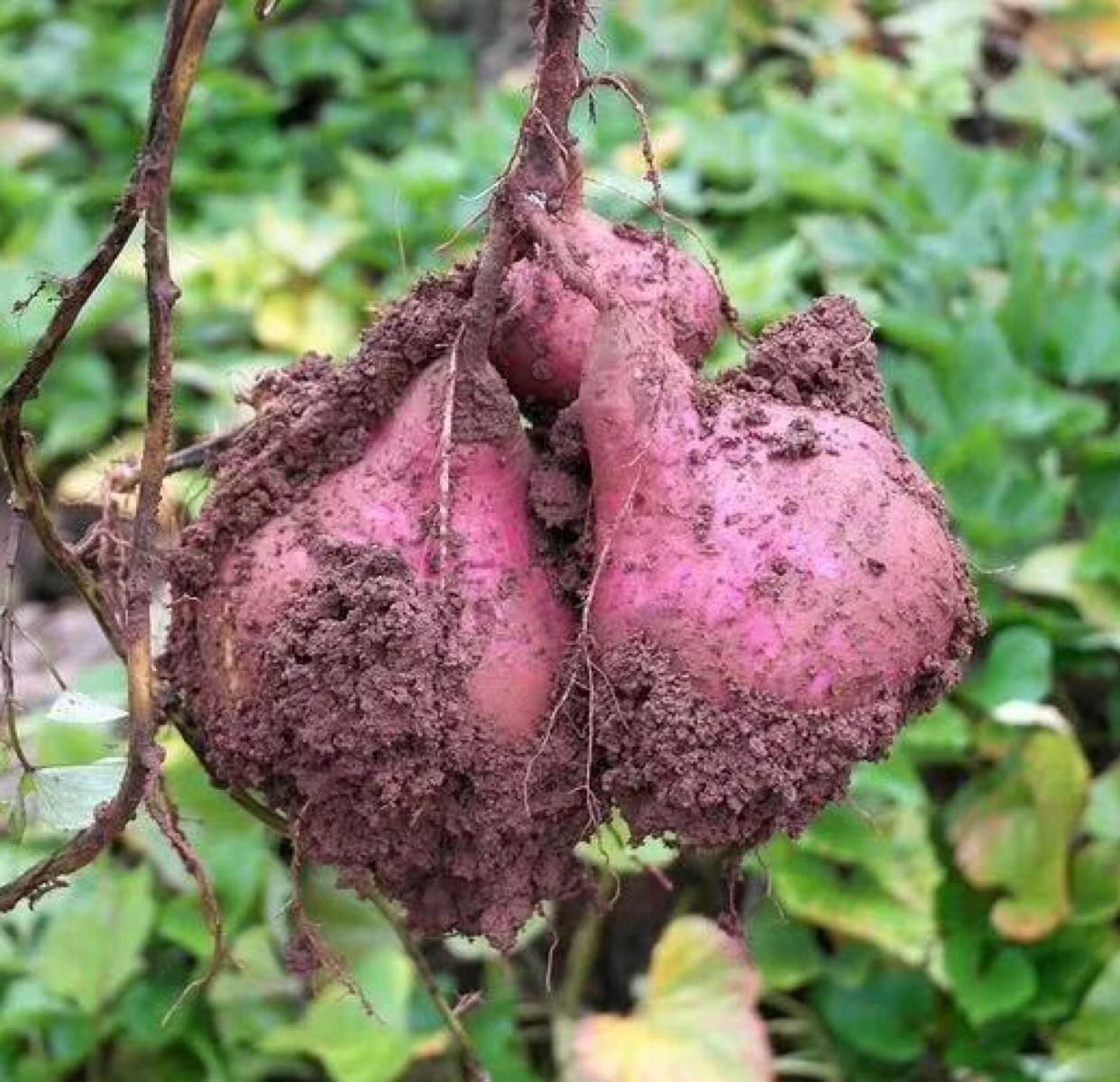 大山里的红薯 35元/箱（10斤），包邮哦