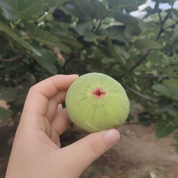 威海青皮无花果 支持一件代发 舌尖上的美味