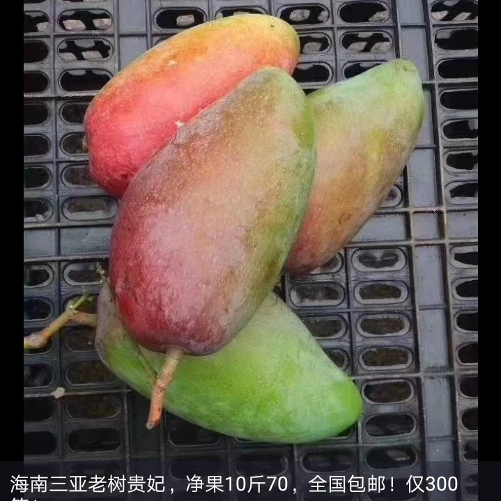 海南本地芒果货源 本地直发 招代理