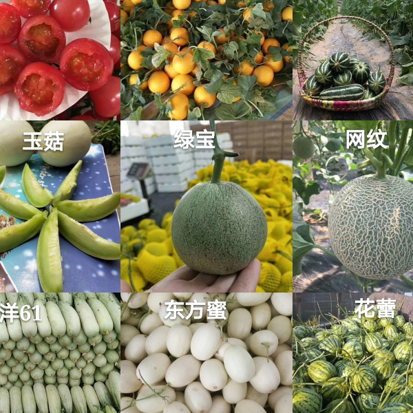瓜果直供  水果一手货源 一件代发 实力源于专业