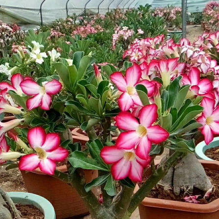 宜家花卉直销 批发各种绿植花卉 园林绿化 物美价廉