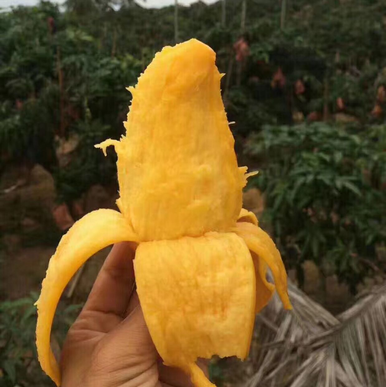 经营各种热带水果