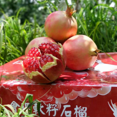 四川榴乡 石榴