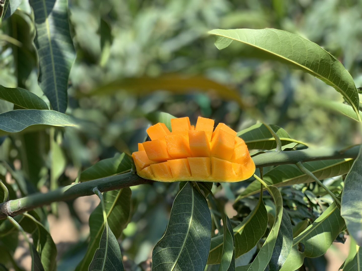 攀枝花芒果 果园直销